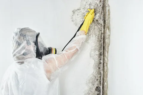 Mould Removal Services Sydney